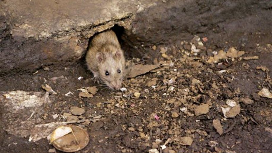 ffddb95e-NYC Rat Crackdown