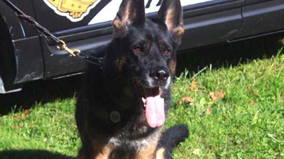 a693d2c5-Police Dog Stabbed