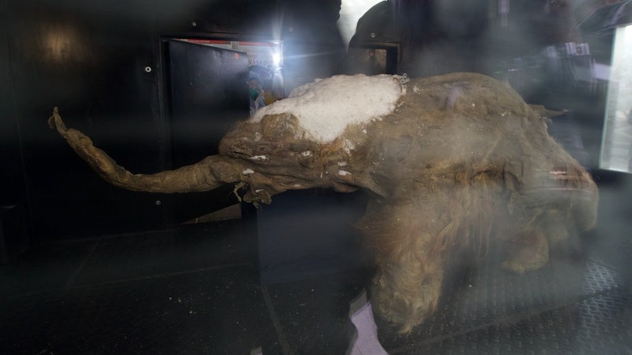 92970191-Russia Baby Mammoth