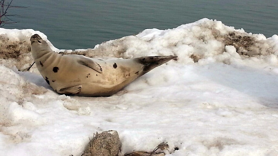 367ba023-Seal Rescued Snowbank