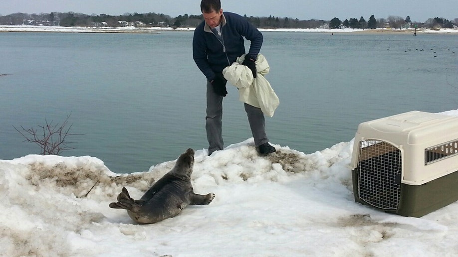 12a23ed0-Seal Rescued Snowbank