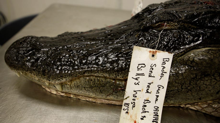 Alligator Meat, Before ...