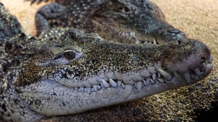 Sweden Cuban Crocodile
