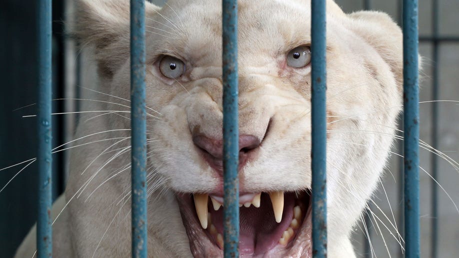 781a0bab-Thailand Wildlife