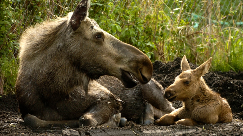 6562f80f-Touching Moose Calves