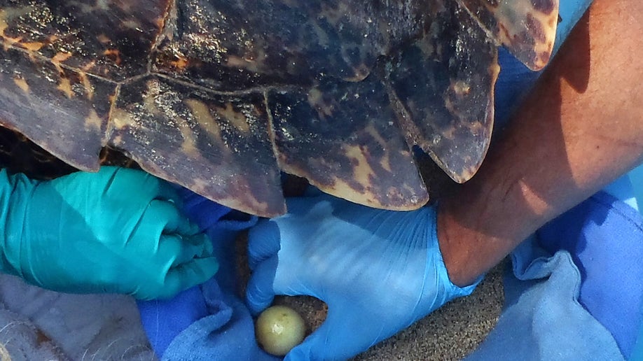 896f232a-Turtle Transport