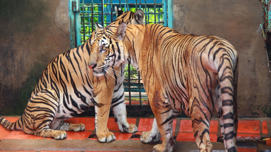 Vietnam Tiger Farms