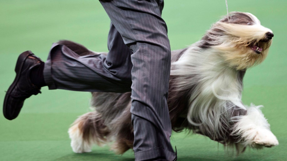 357daeae-Westminster Kennel Club Dog Show