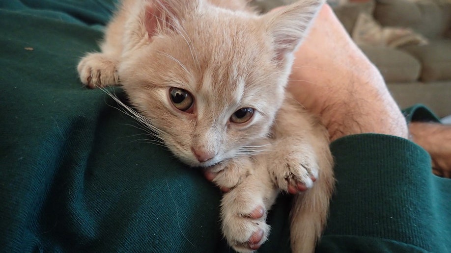 27a1f73f-Wintry Weather Kitten