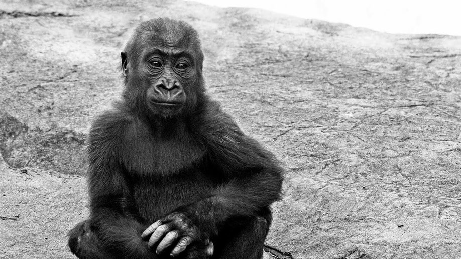 65fe96c5-Zoo-Gorilla Death