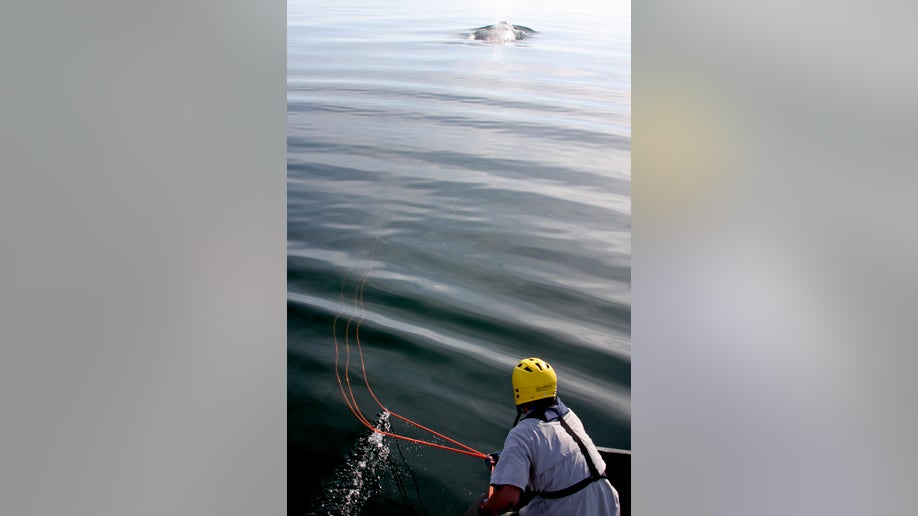 97963a20-Freed Whale Birth