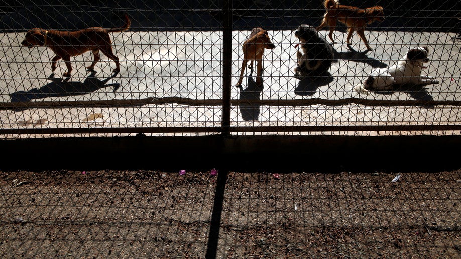 01e9c895-Cyprus Financial Crisis Strays