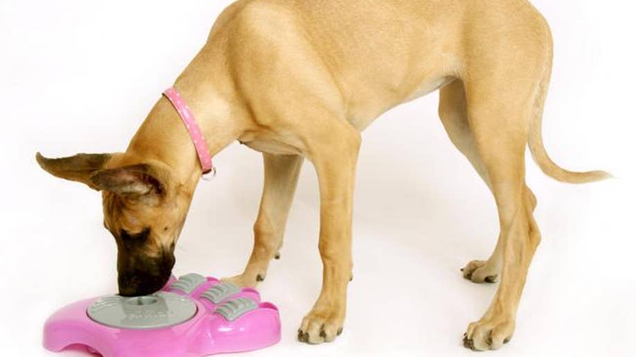 adjustable raised feeding bowls for dogs Raised Dog Bowls with 4 Heights Adjustable and 3 Adjustable Angles –  QuidsIn Superstore main image 0