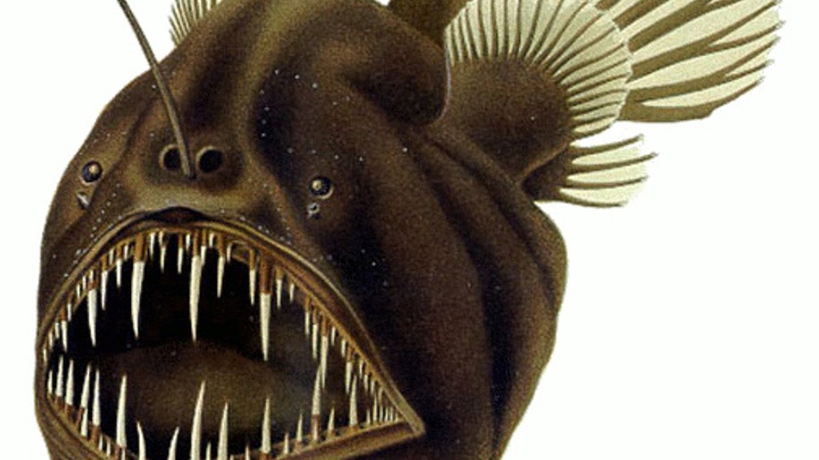 anglerfish_mating