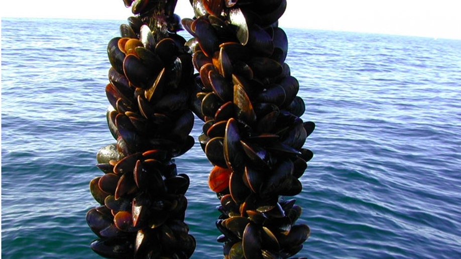 Марикультура моллюсков. Как выращивают мидии. Морская ферма мидии. Выращивание мидий. Мидии на коллекторах.