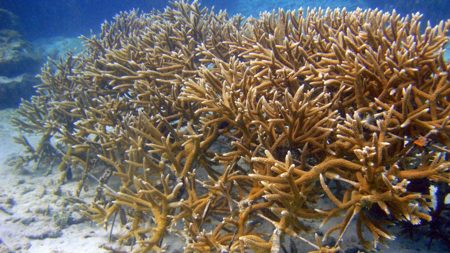 f0bac02a-Caribbean Saving Coral
