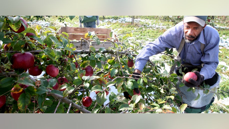 b17635e7-Snowy Harvest