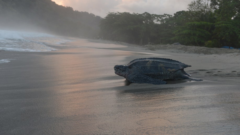 Caribbean Turtle Tourism