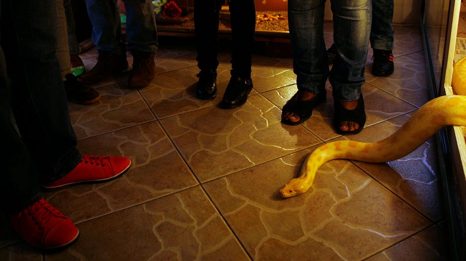 3cbbeafb-South Africa Soweto Snake Show