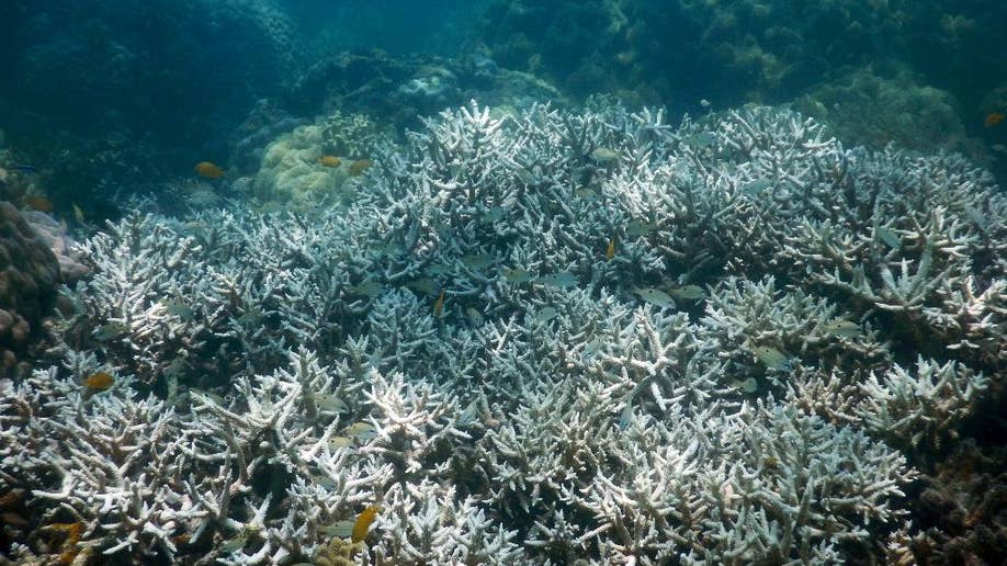 Bleaching Kills Third Of Coral In Great Barrier Reef's North | Fox News