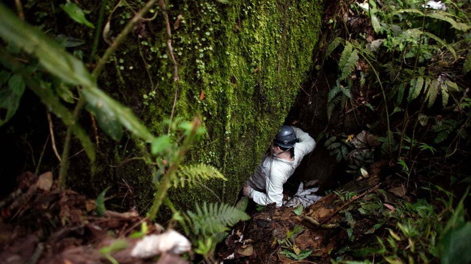 2246b2e8-Puerto Rico Vanishing Frogs