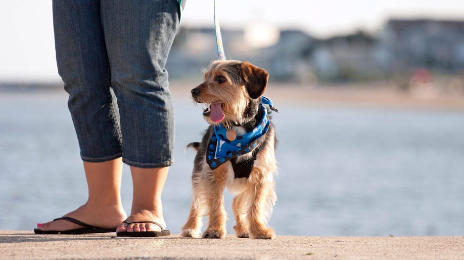 7790b219-Woman Walking The Puppy