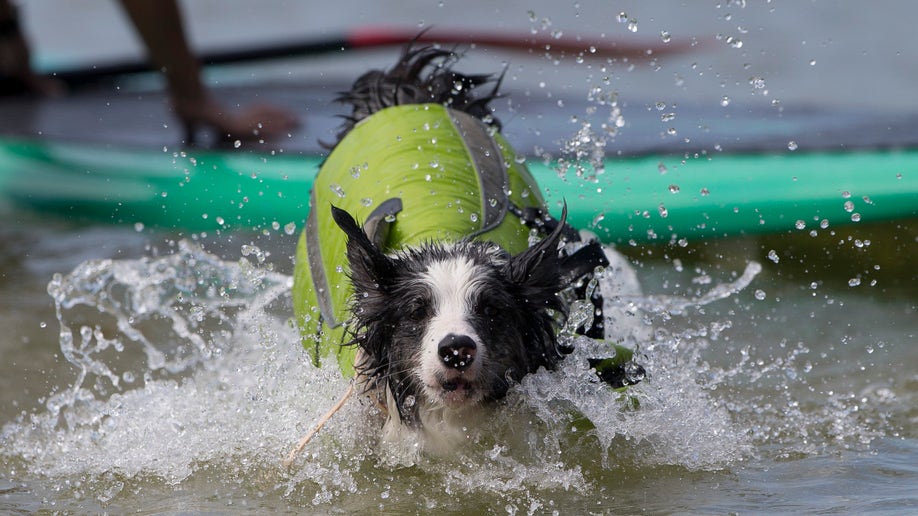 brazil_dog2