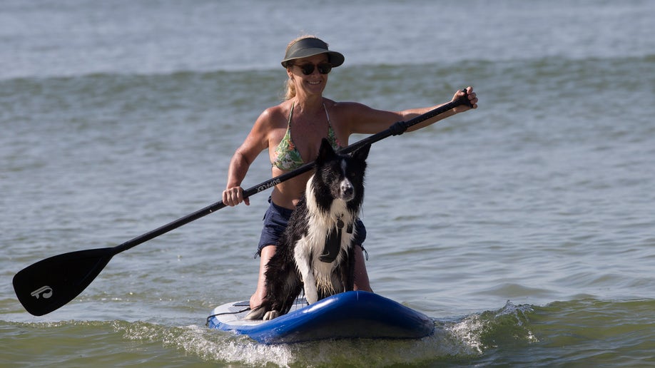 brazil_dog4