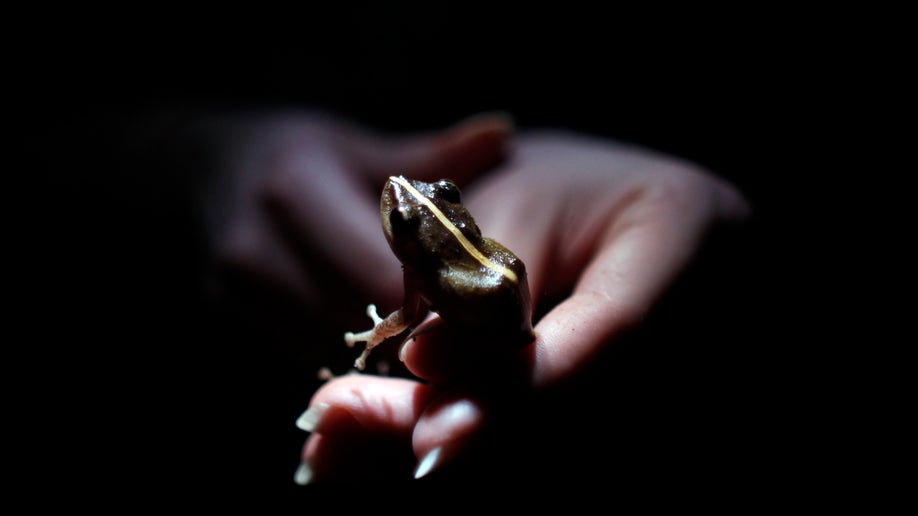 Puerto Rico Vanishing Frogs