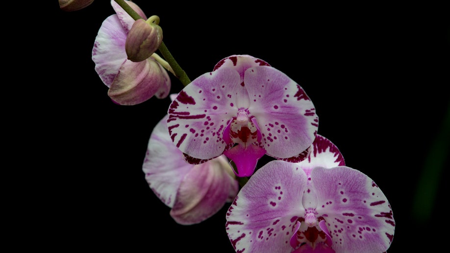 1afae2b6-Britain Orchids