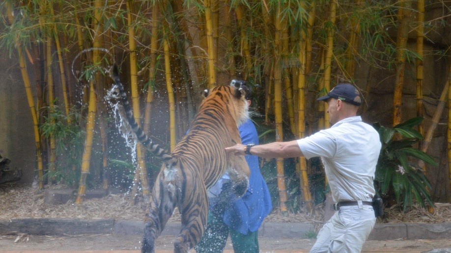 2d81c2bf-Australia Tiger