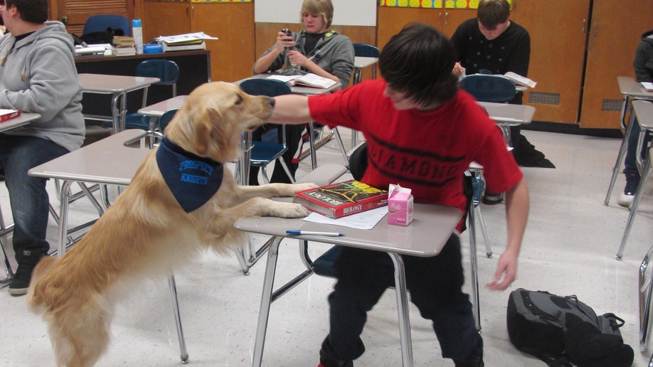 Pet student. Веселая школа для собак. Школа для собак в Канаде. Dog at School. Урок Веселые собачки за партами Австралия.