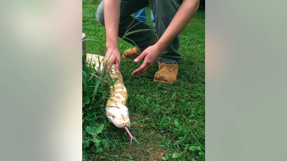 2 homeless giant pythons given to Vermont man headed to Massachusetts ...
