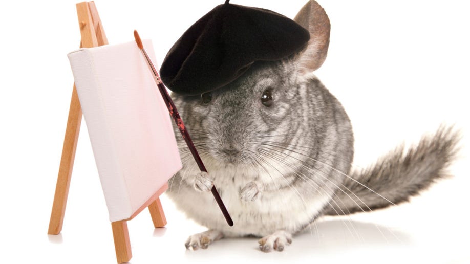 Chinchilla artist