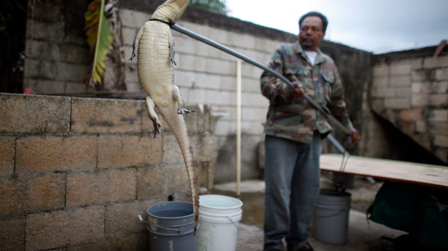 Puerto_Rico_Catching__Grat__4_