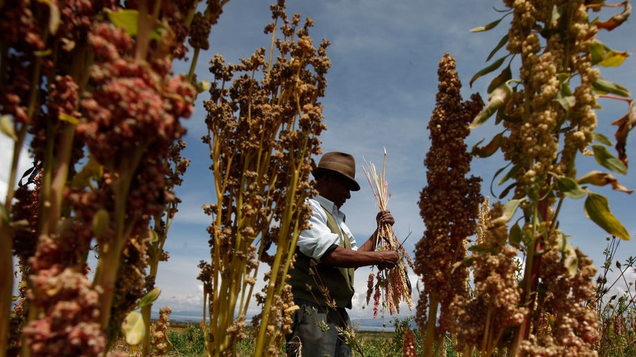 Bolivia Quinoa War