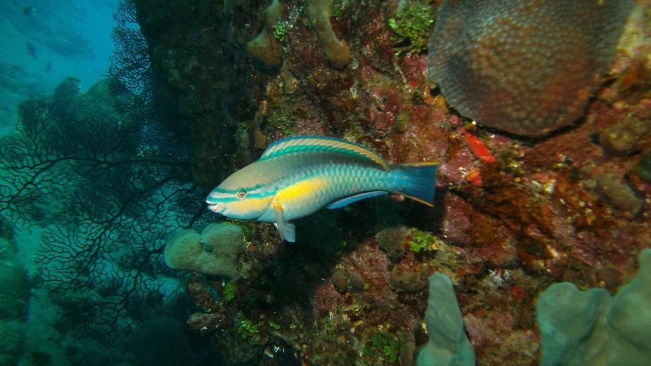 Travel-Trip-Caribbean-Saba