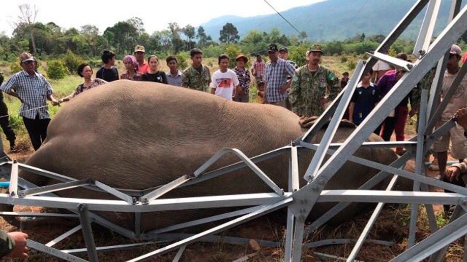 Cambodia Elephant Shocked