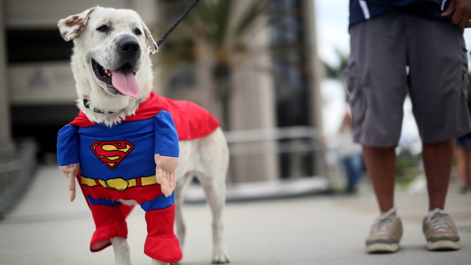 The 9 Cutest Dog Costumes We Spotted at the San Francisco Dog Show