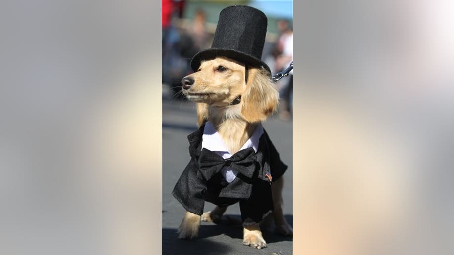 The 9 Cutest Dog Costumes We Spotted at the San Francisco Dog Show