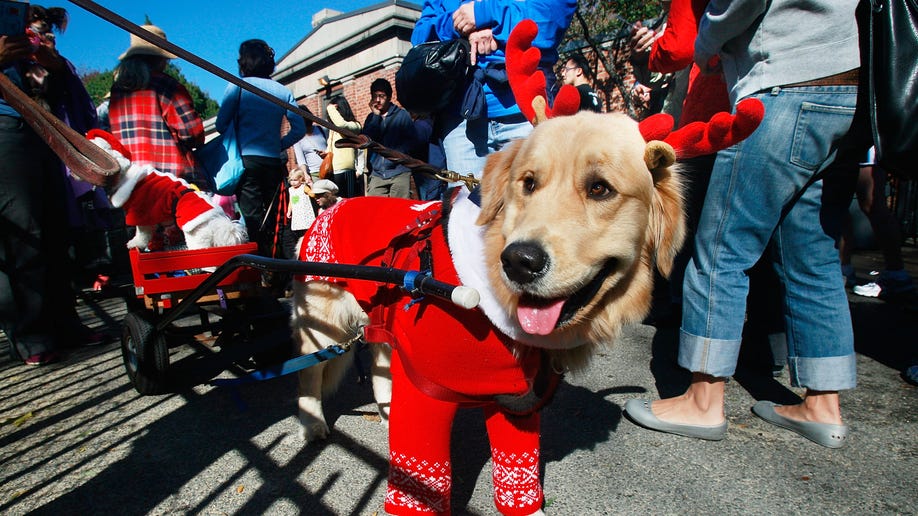 The 9 Cutest Dog Costumes We Spotted at the San Francisco Dog Show