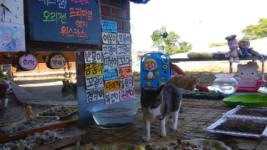 Selebriti Online Terbaru Korea Selatan: Makan Kucing Liar