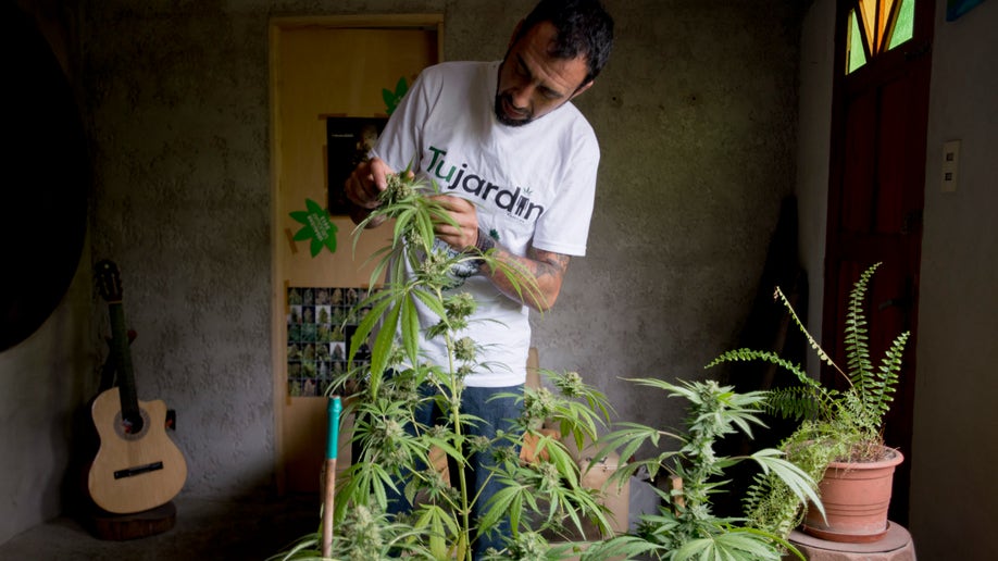 e7d09a6f-Uruguay Marijuana