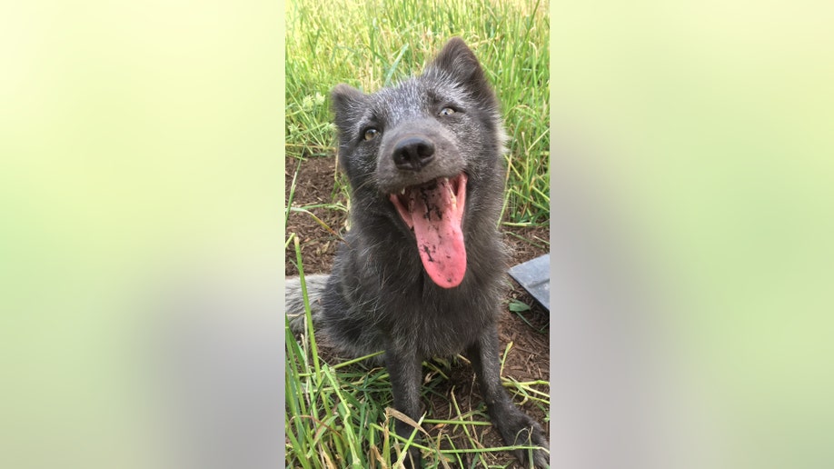 ceefe81c-Buffalo Zoo-Arctic Fox