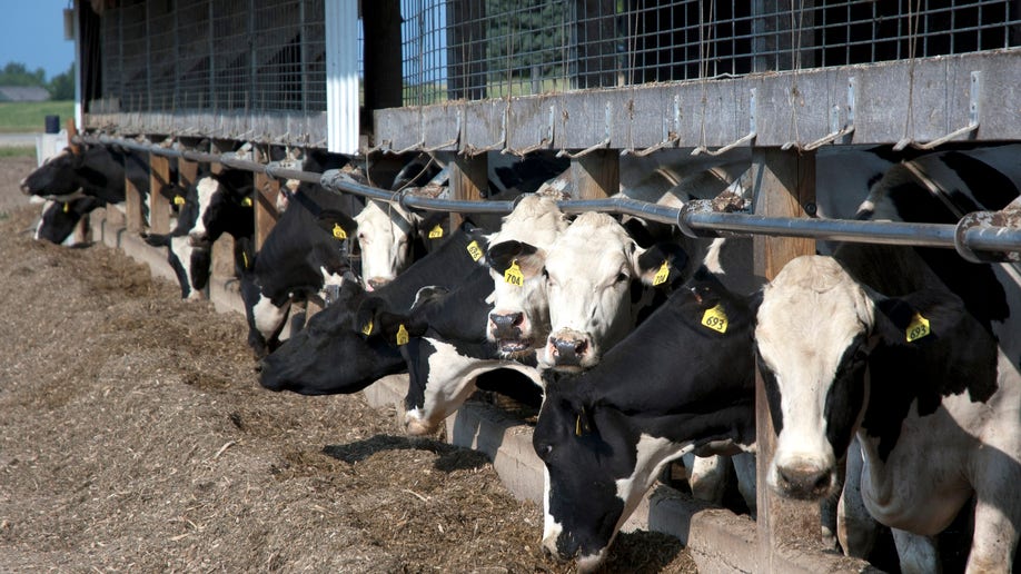 20f72488-Food and Farm Livestock Identification
