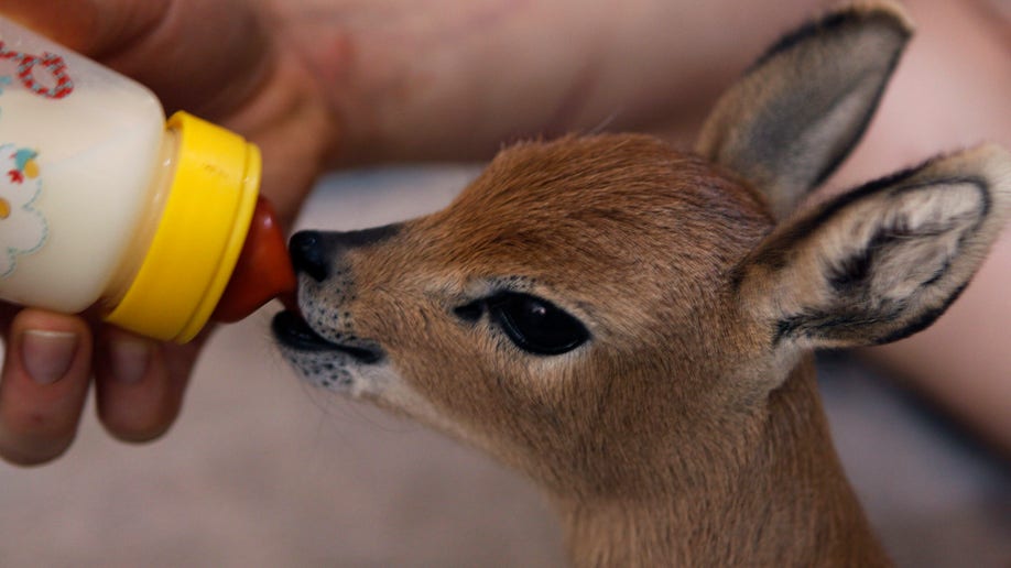 South Africa Animal Shelter