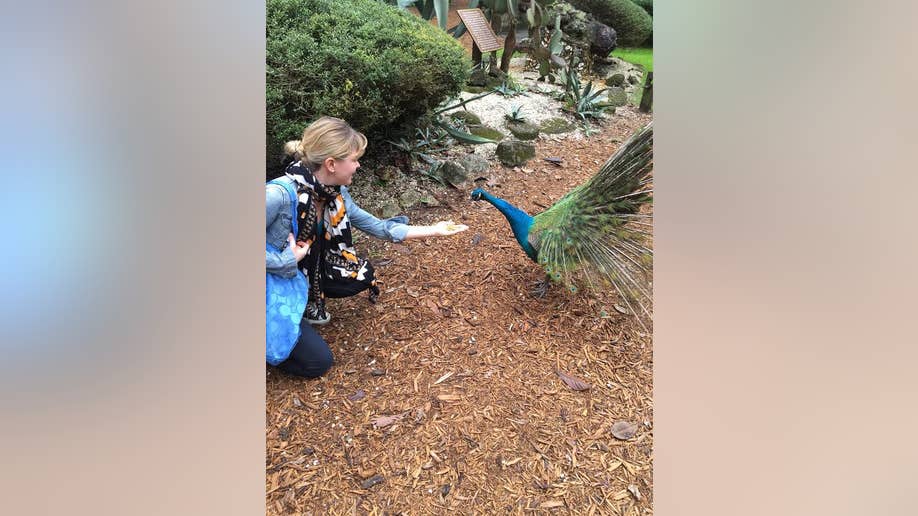 Feed the birds