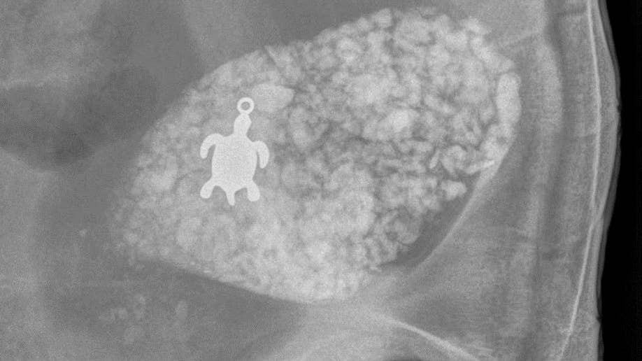 0f1d0a73-Turtle Pendant X Ray