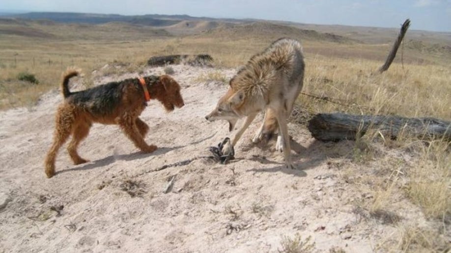 Animal torture, abuse called a 'regular practice' within federal wildlife agency | Fox News Animal torture, abuse called a 'regular practice' within federal wildlife agency | Fox News