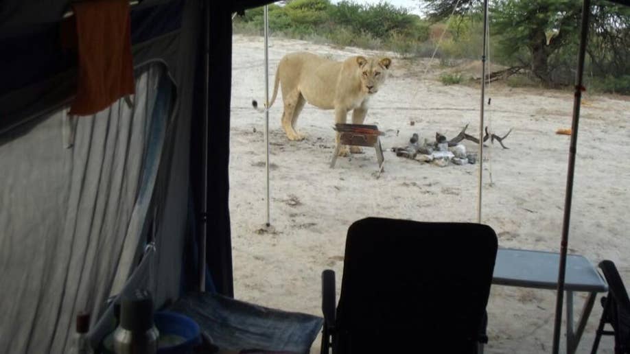 Lions Lick Tent While Campers Inside It In Botswana Park Fox News